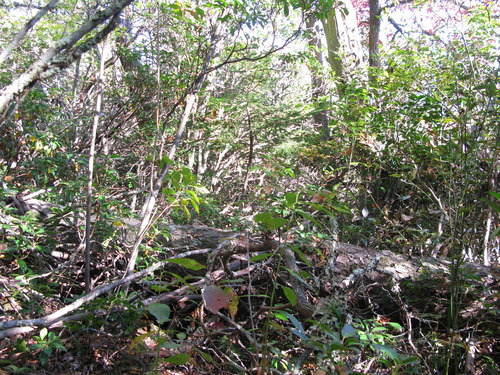 GRSM Accuracy Assessment. Plot Code: GRSM_AA_0323_6