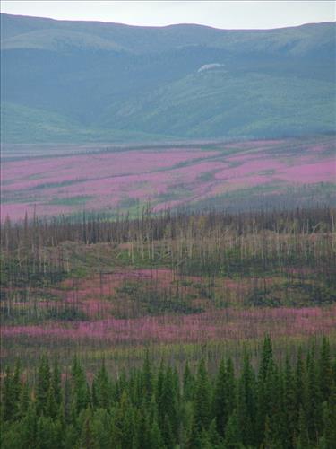 10 Yukon-Charley Rivers National Preserve Peregrine Falcon Survey July 2006