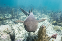 A sleek gray shark is centered in the frame, swimming towards the camera with coral reef in the background.
