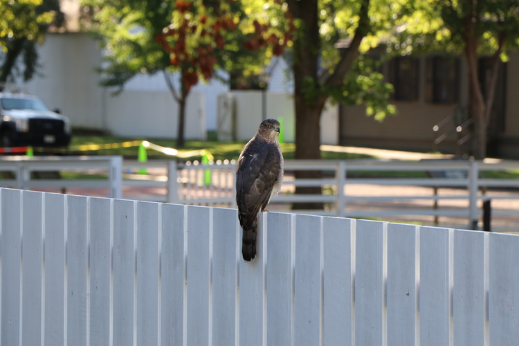 A large bird with a brown back and a white front perched on a white fence.