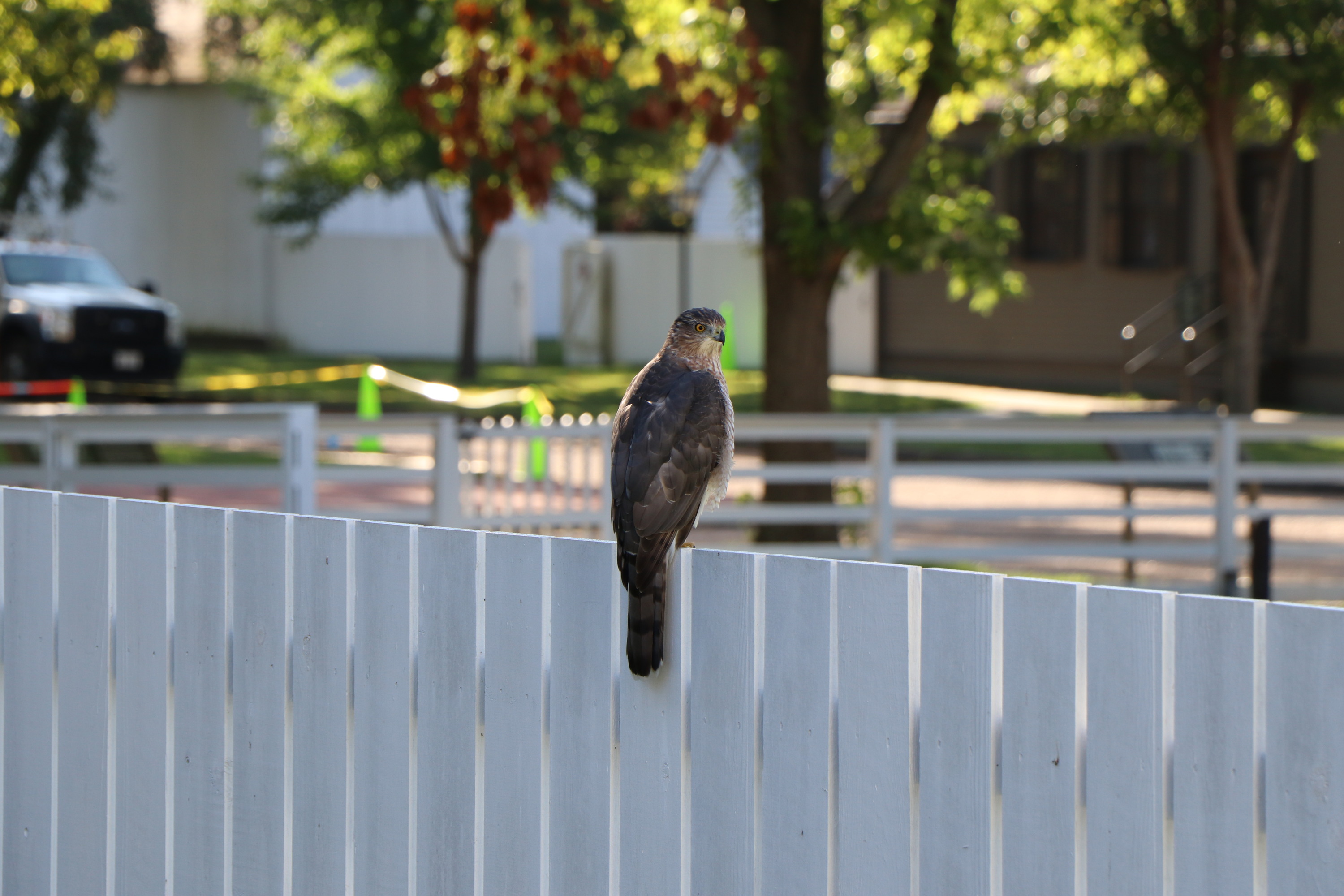A large bird with a brown back and a white front perched on a white fence.