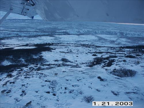 Wolf radio tracking, Denali, 2003/2003