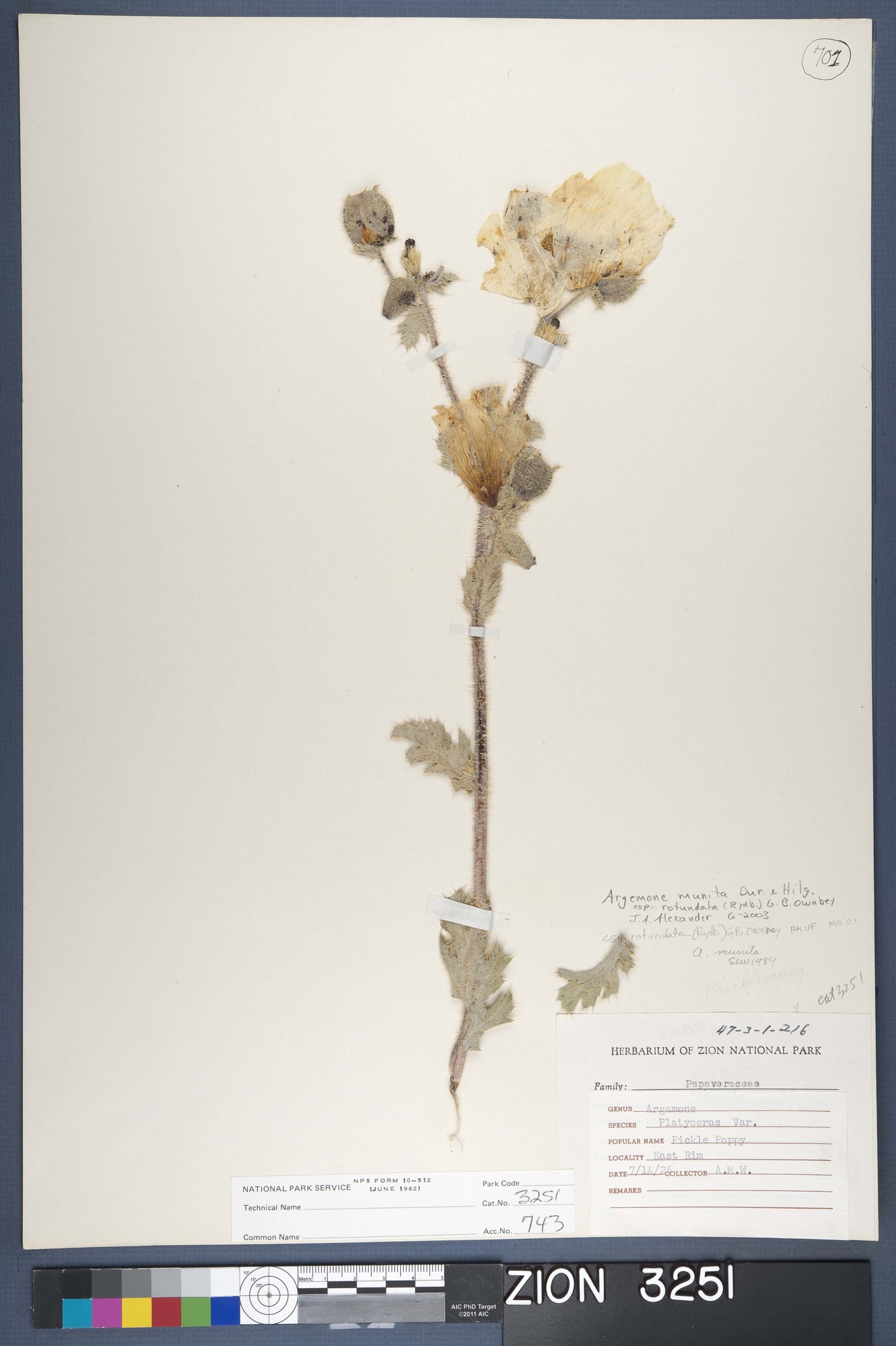 Herbarium Specimen Sheet 3251