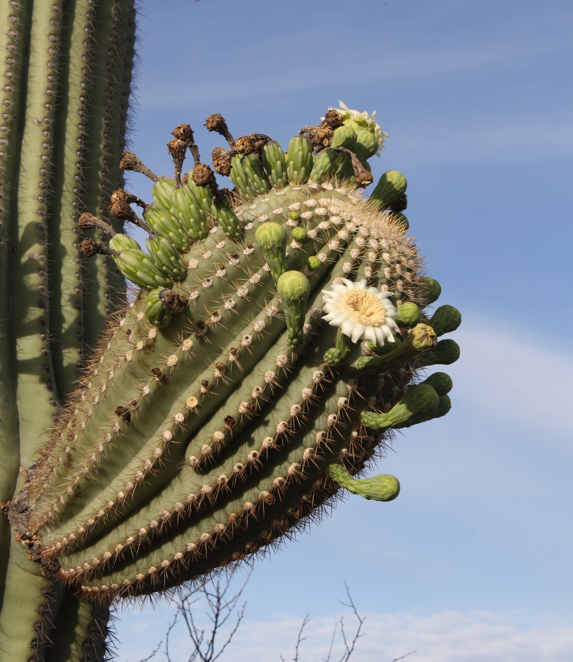 Close-up of blooms on short saguaro arm