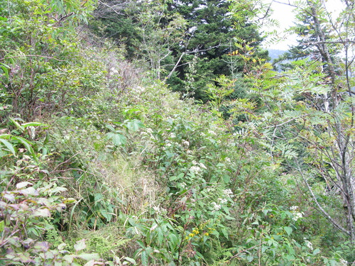 GRSM Accuracy Assessment. Plot Code: GRSM_AA_0322_3