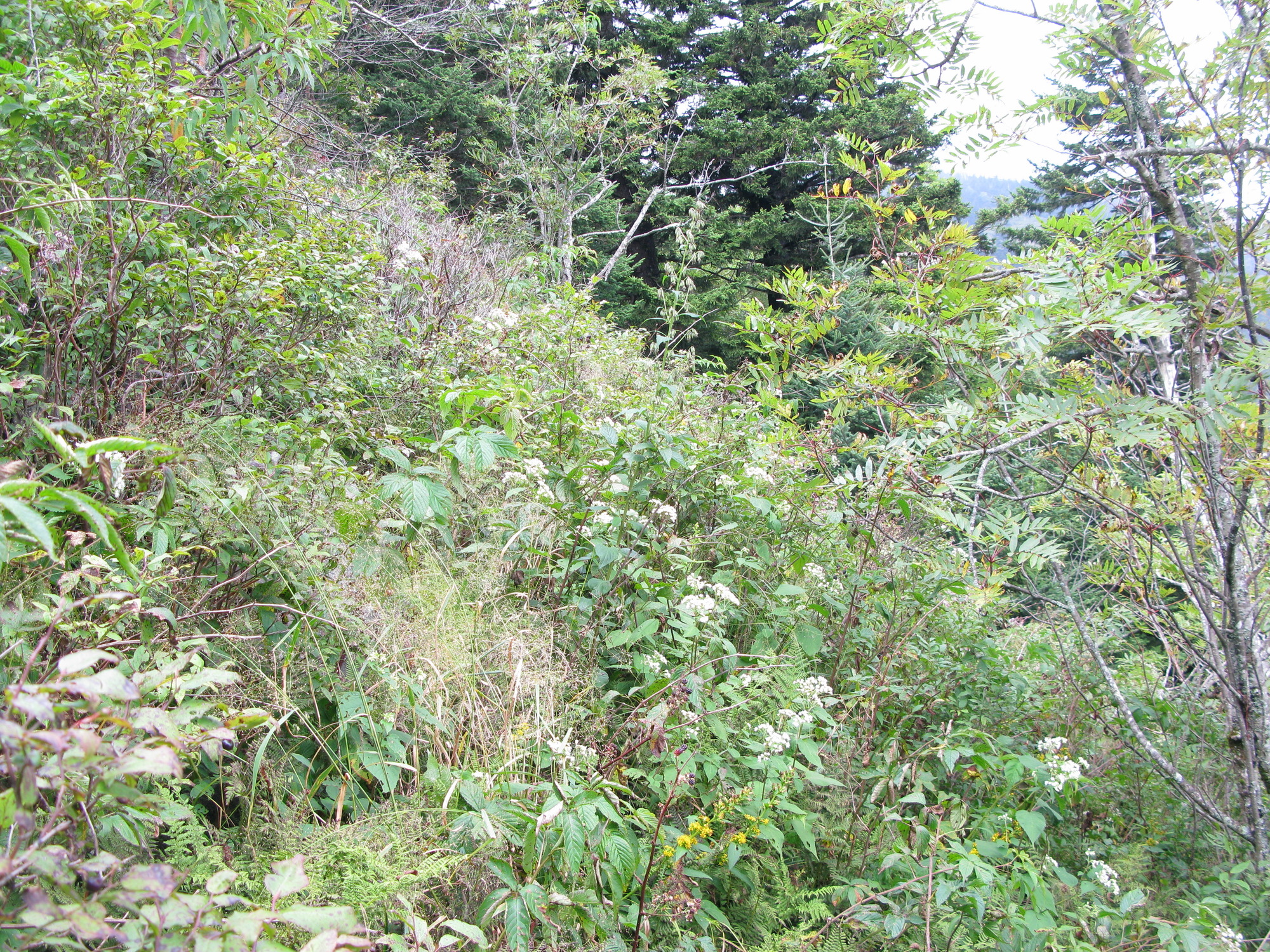 GRSM Accuracy Assessment. Plot Code: GRSM_AA_0322_3