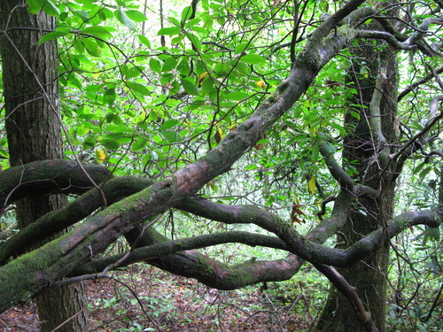 GRSM Accuracy Assessment. Plot Code: GRSM_AA_0270_4