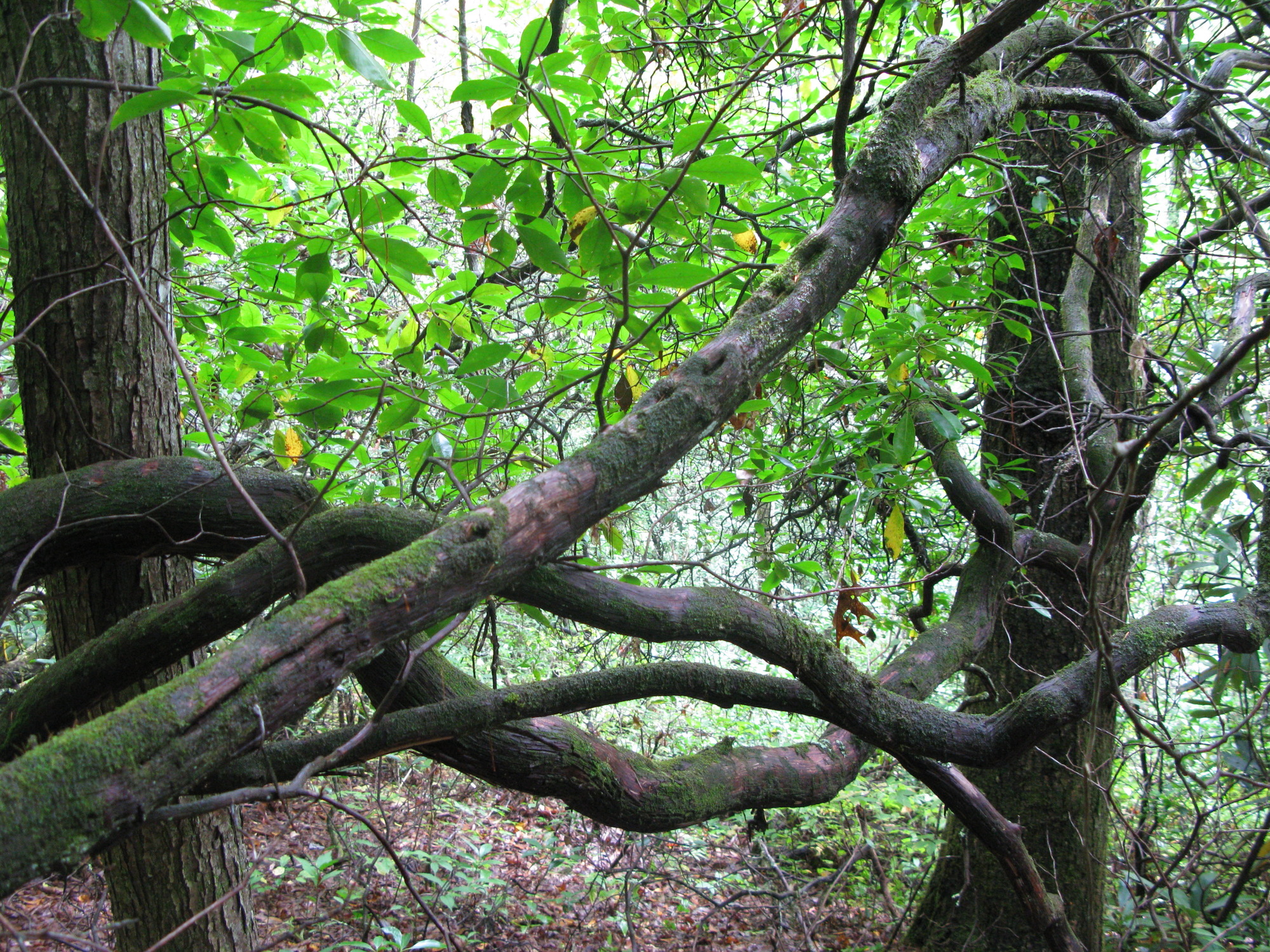 GRSM Accuracy Assessment. Plot Code: GRSM_AA_0270_4