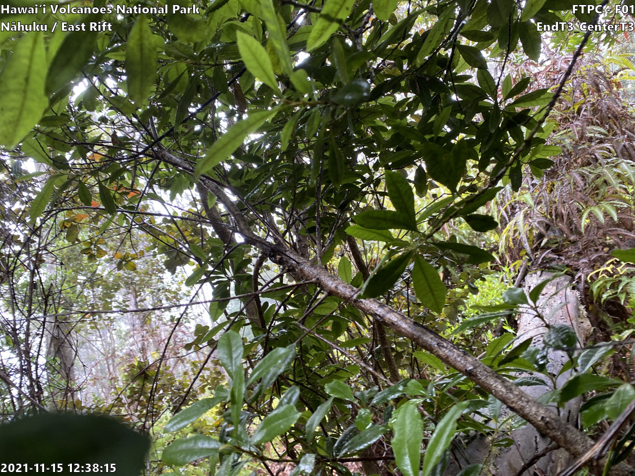 Eye-level view of plant community at monitoring site