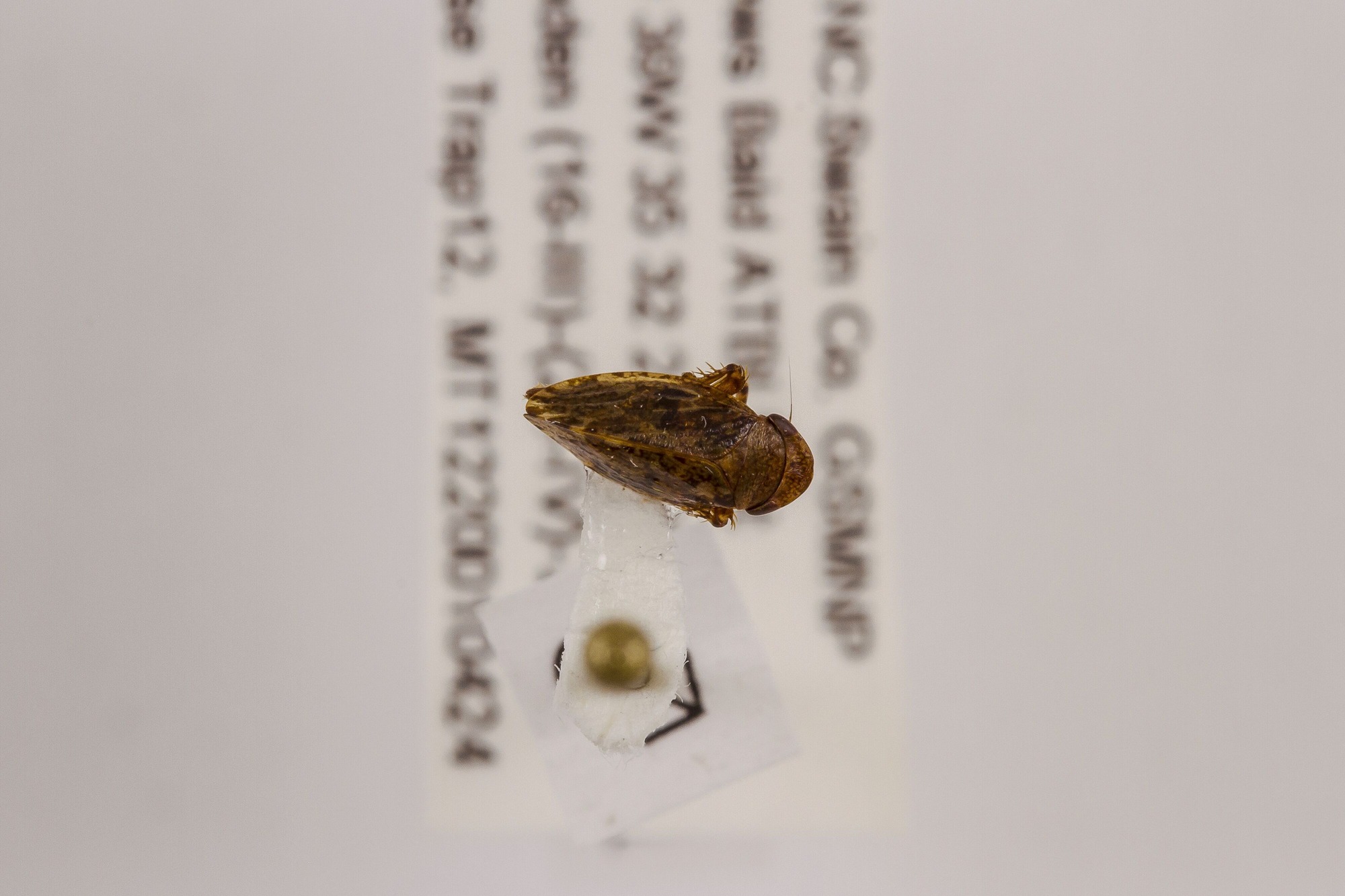 Image of Anoscopus flavostrigata, a species of Animalia