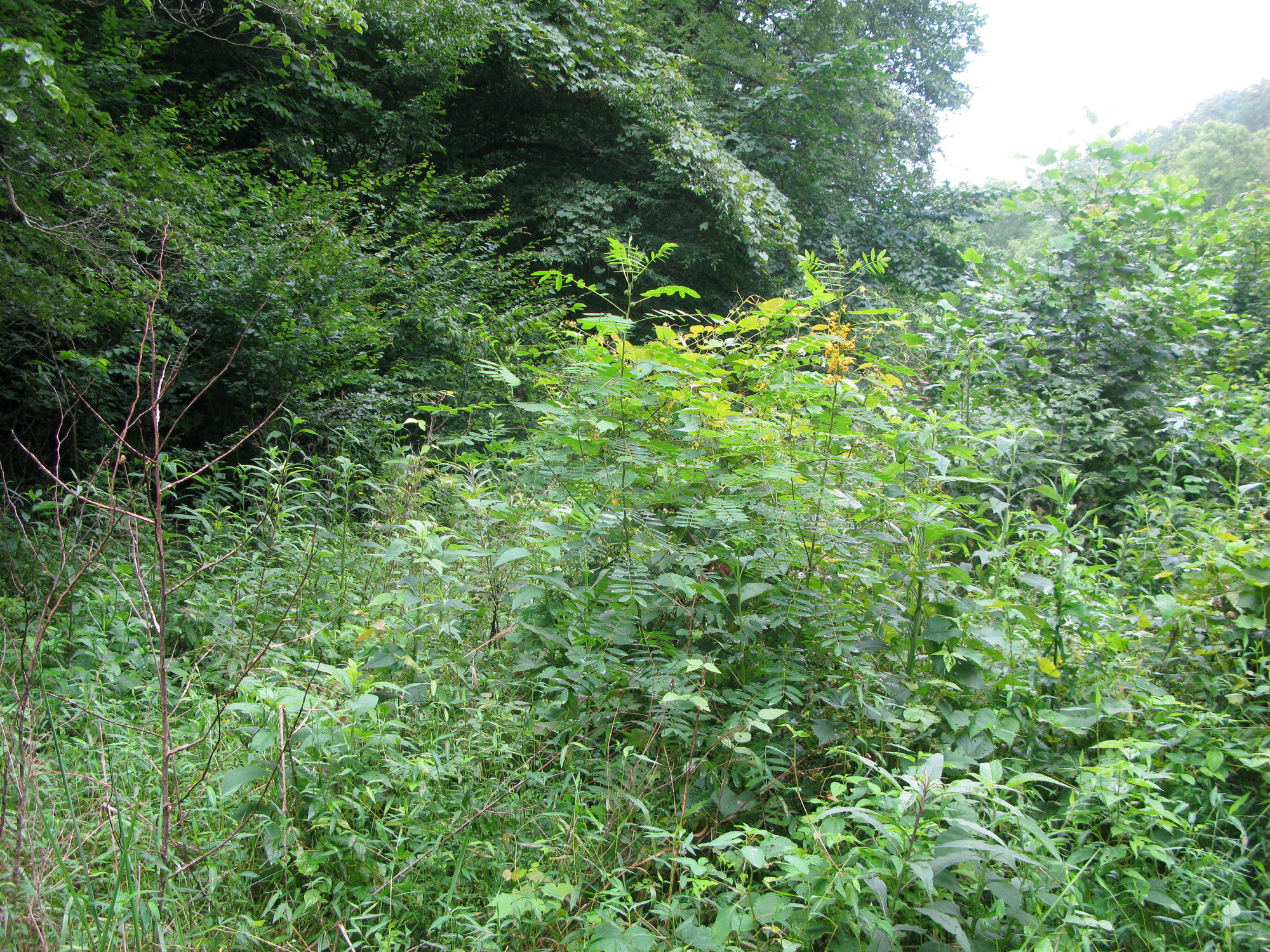 GRSM Accuracy Assessment. Plot Code: GRSM_AA_0903_4