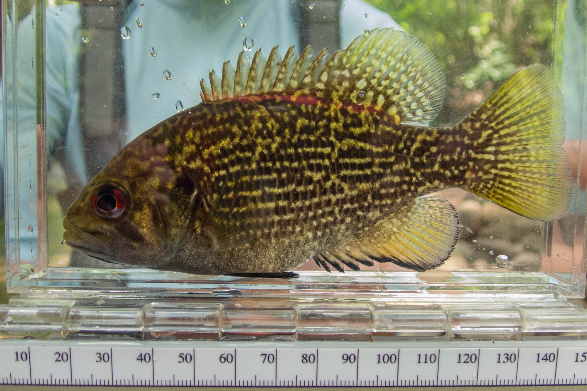 Ambloplites rupestris (rock bass) - full body, large adult