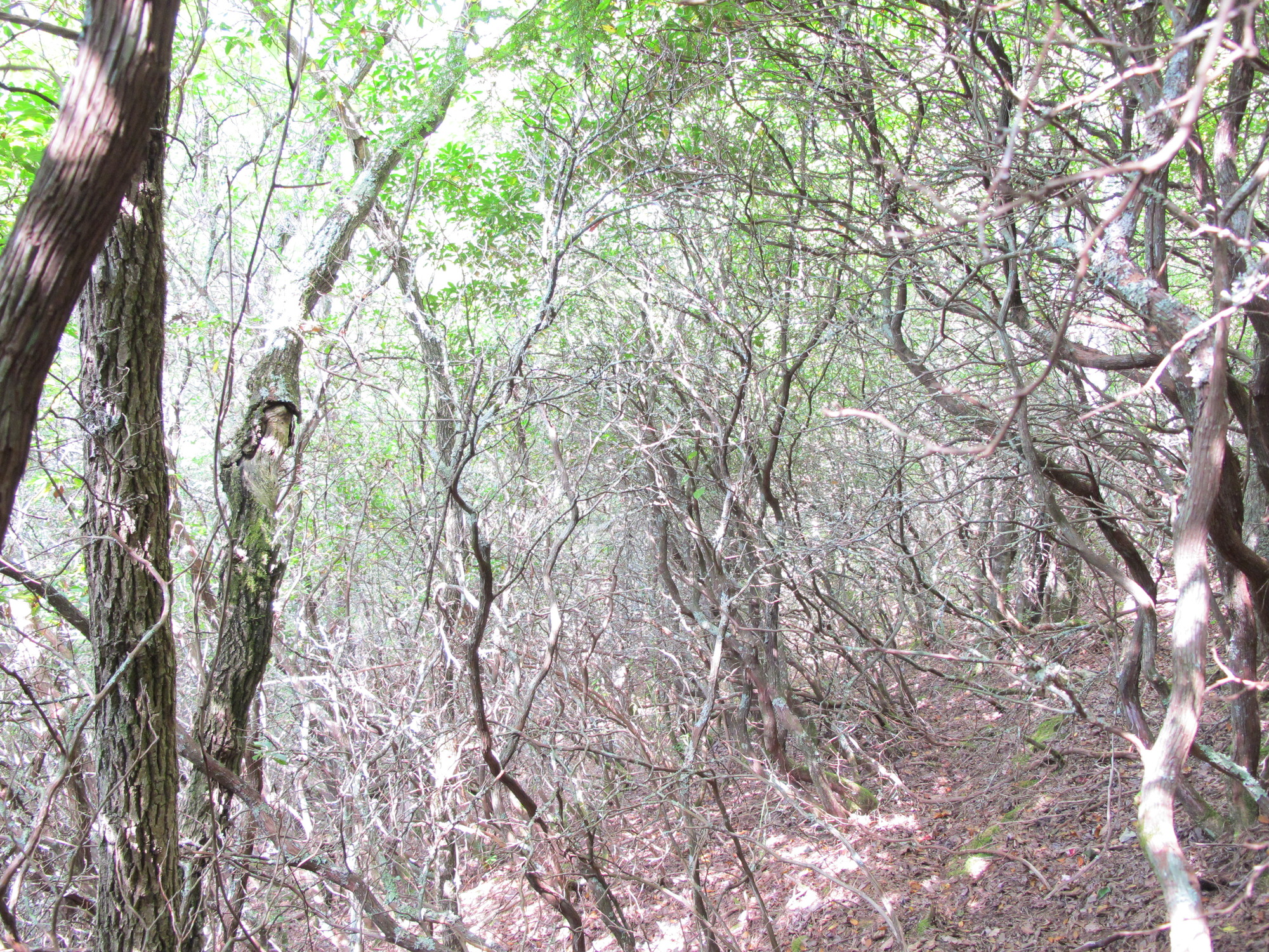 GRSM Accuracy Assessment. Plot Code: GRSM_AA_0916_6