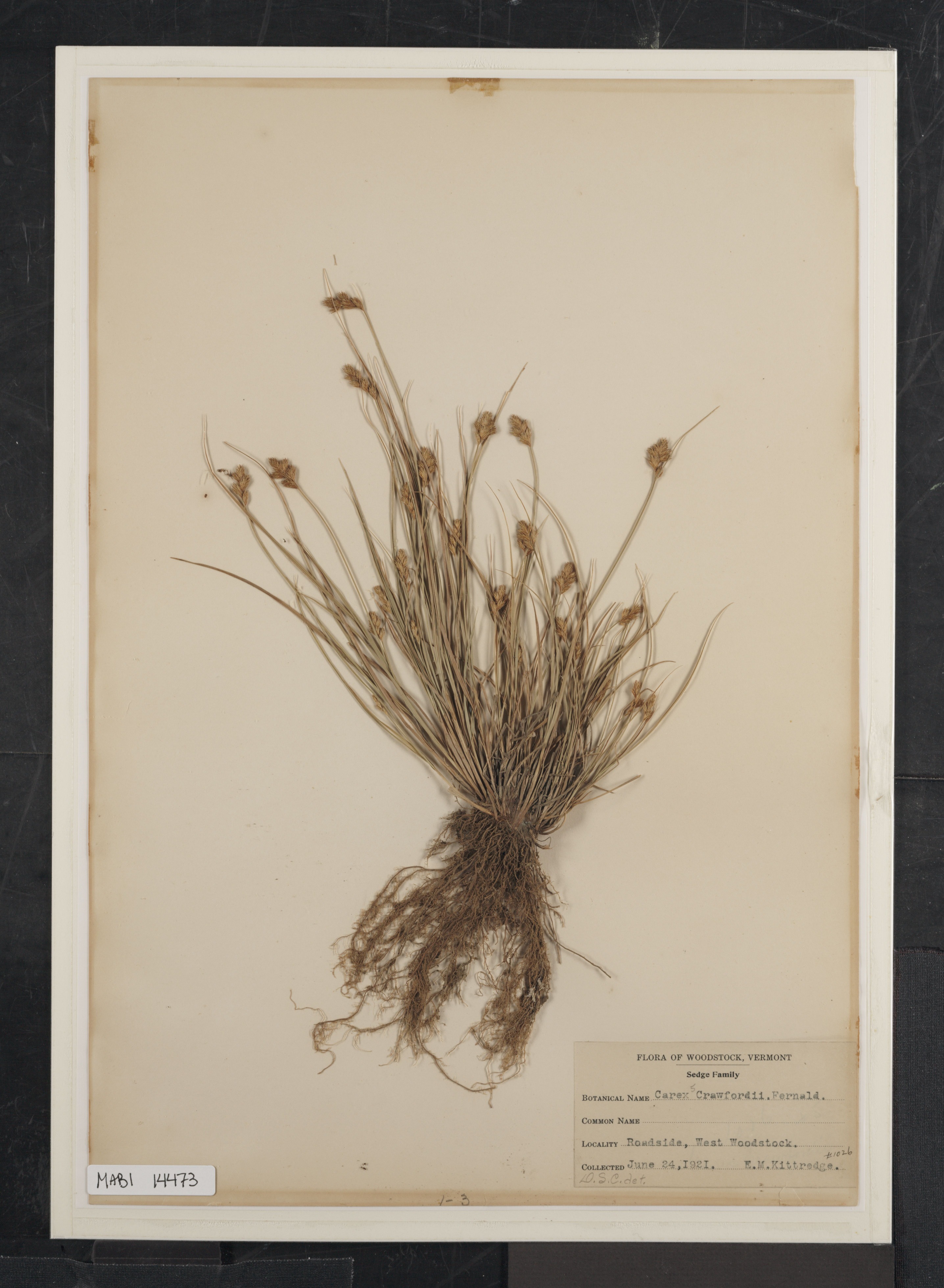 Preserved biological specimen on paper.