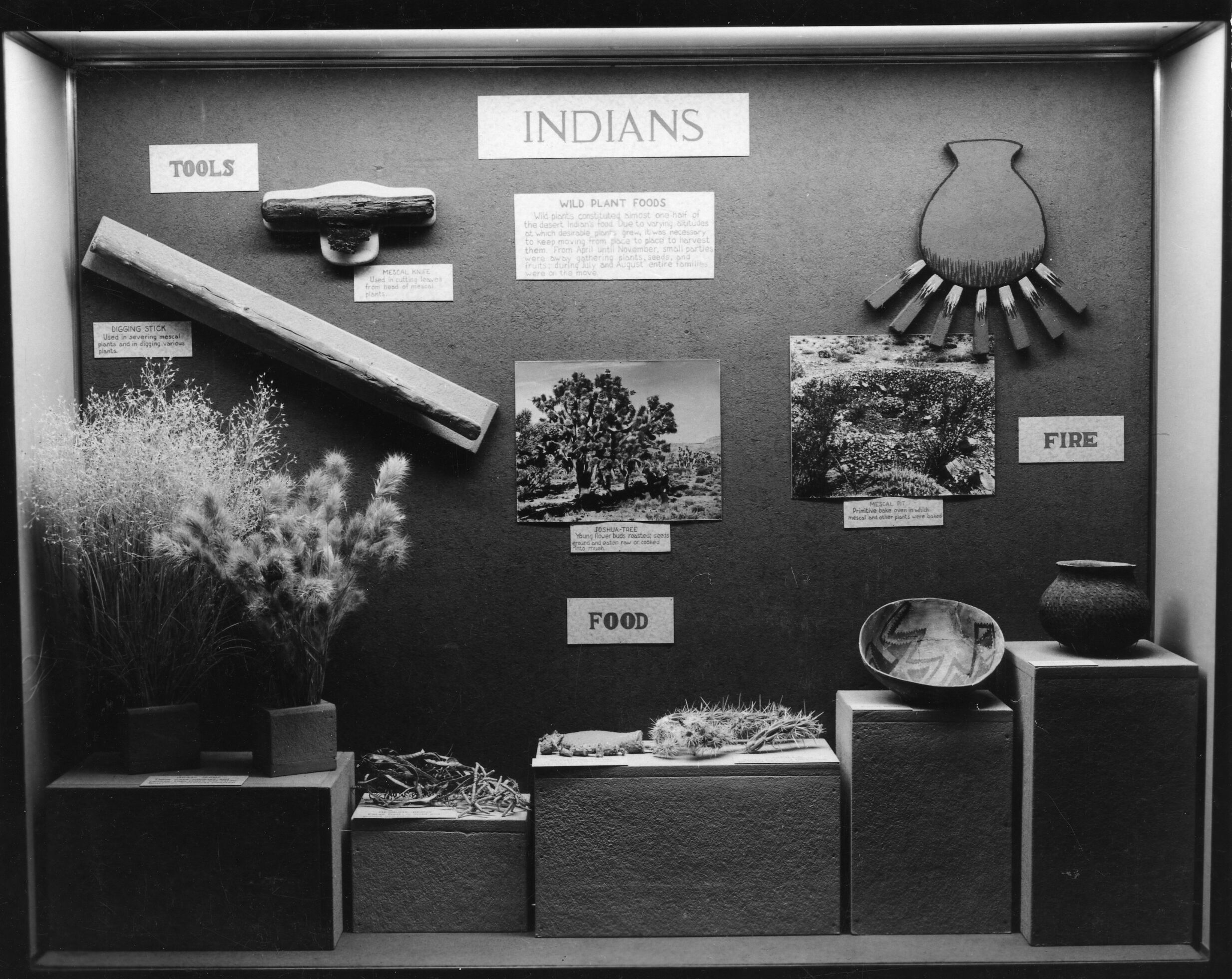 Boulder City museum exhibit on Indian plant food- installed Aug, 1941