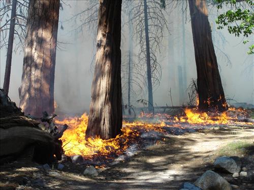 Roads End Prescribed Fire, Sequoia and Kings Canyon National Parks, May 2005