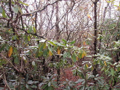 GRSM Accuracy Assessment. Plot Code: GRSM_AA_0121_4