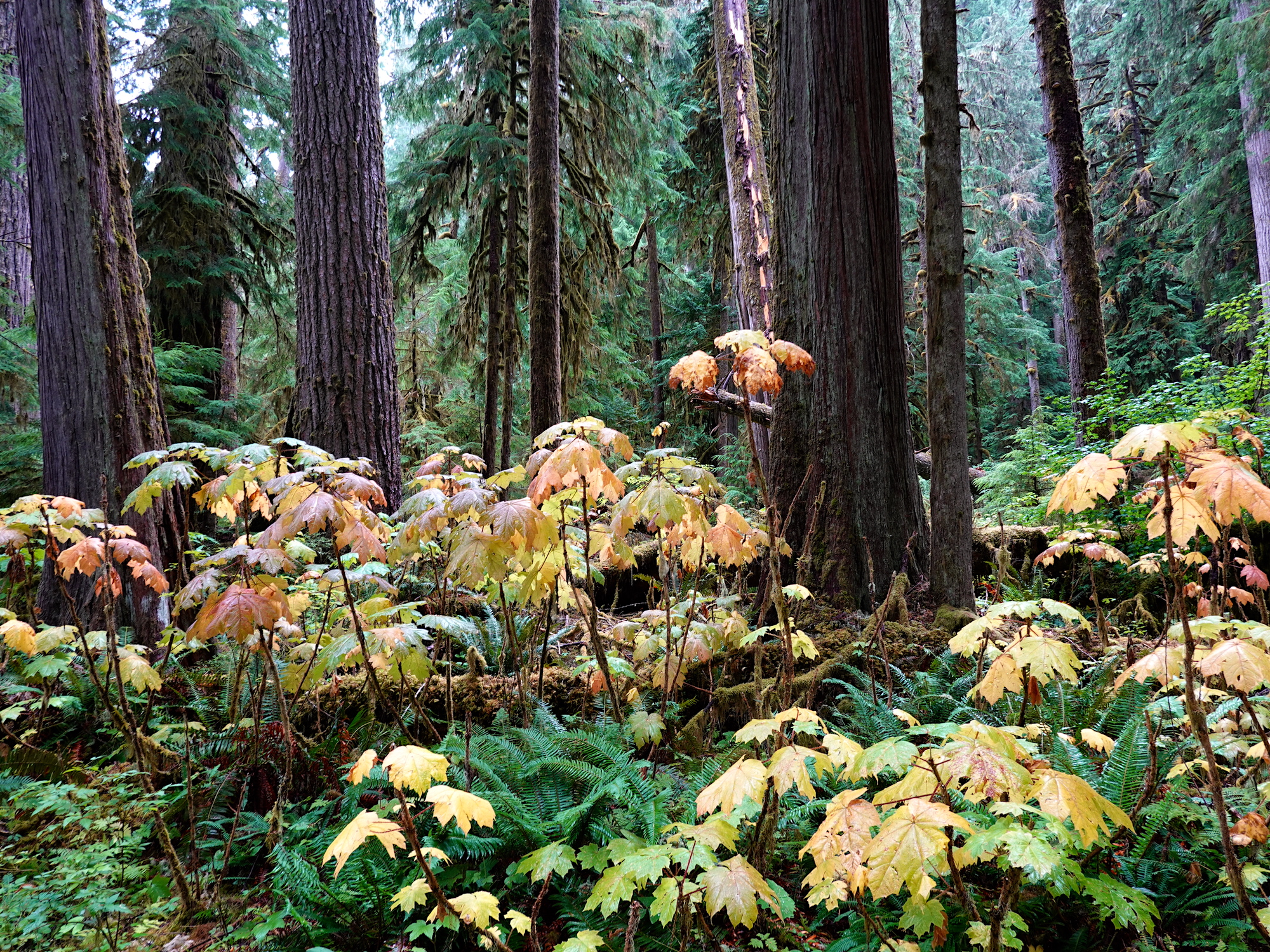 A patch of plants with tall woody stems and large yellowish-orange, maple-shaped leaves surrounded by mossy tree trunks in a dense forest. 
