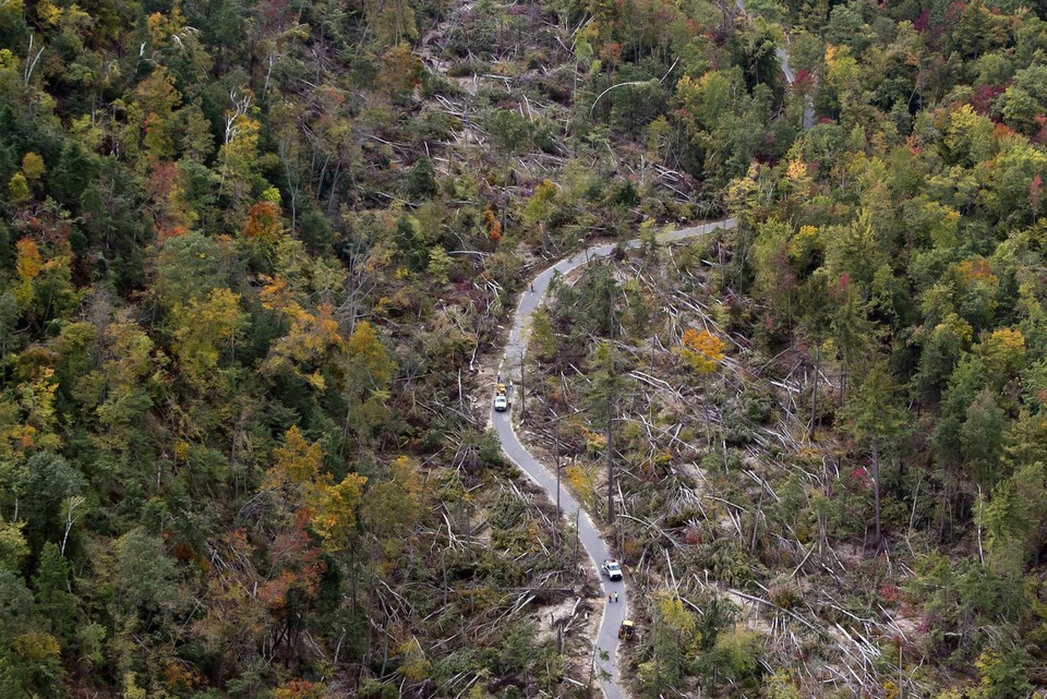 Aerial view of dozens of fallen trees and a road 