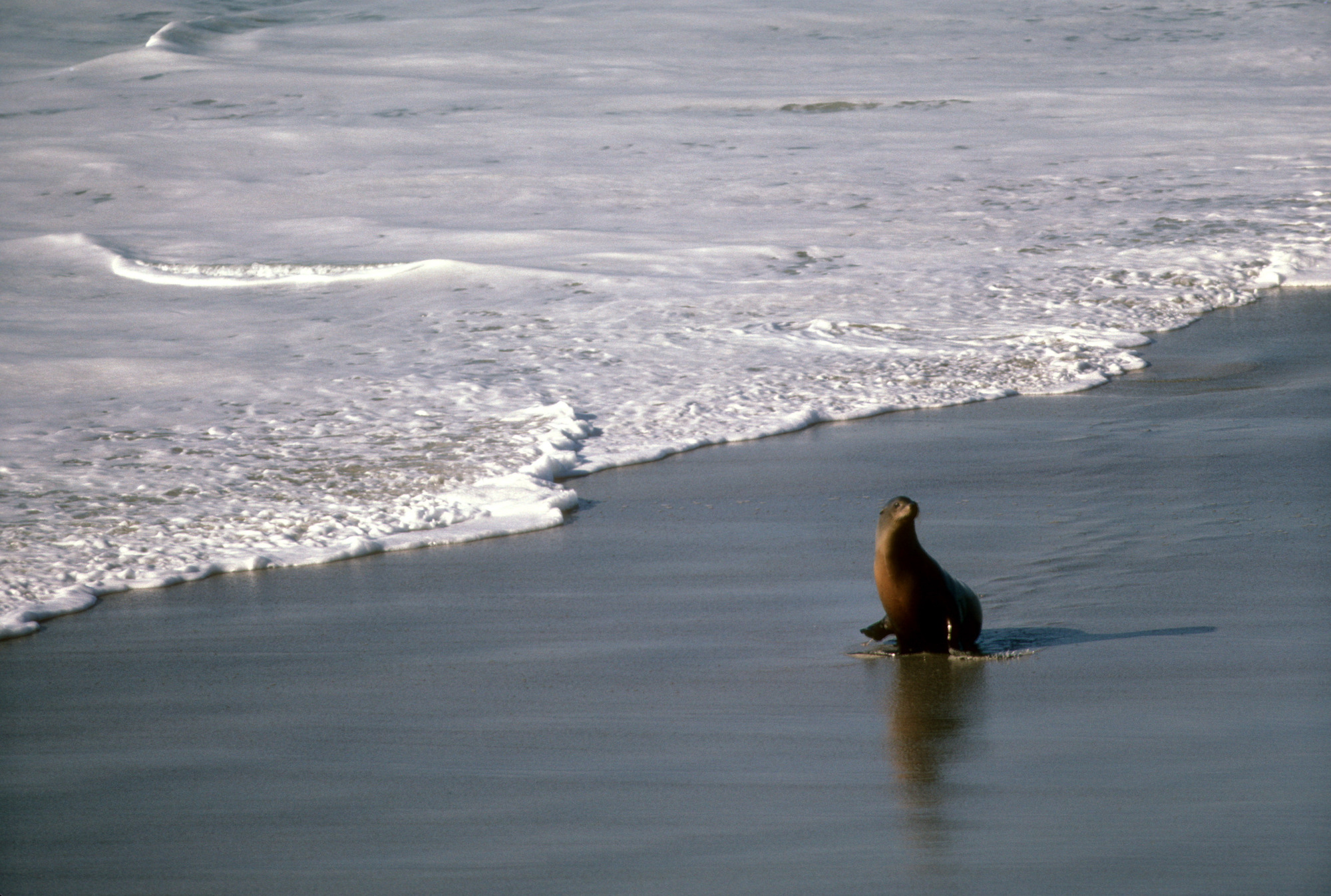 California Sea Lion