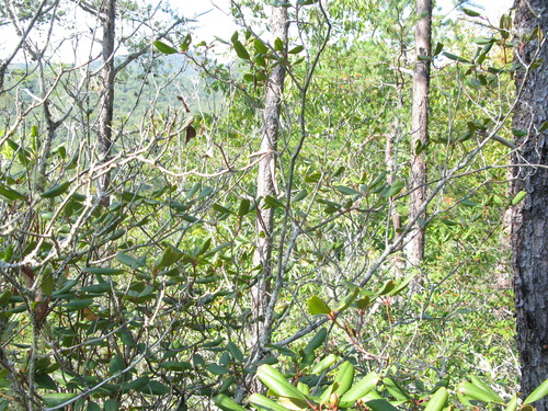 GRSM Accuracy Assessment. Plot Code: GRSM_AA_0182_2