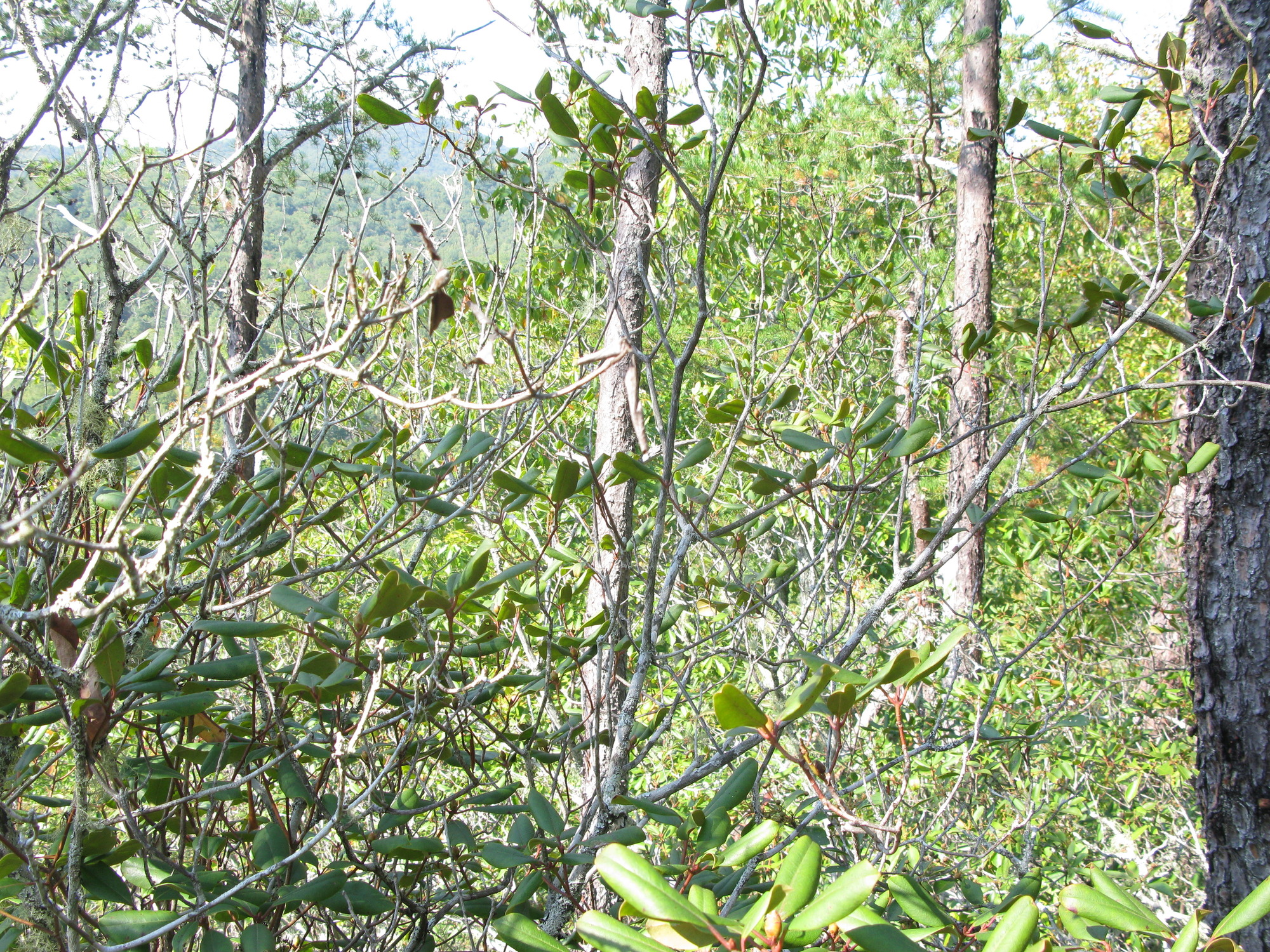 GRSM Accuracy Assessment. Plot Code: GRSM_AA_0182_2