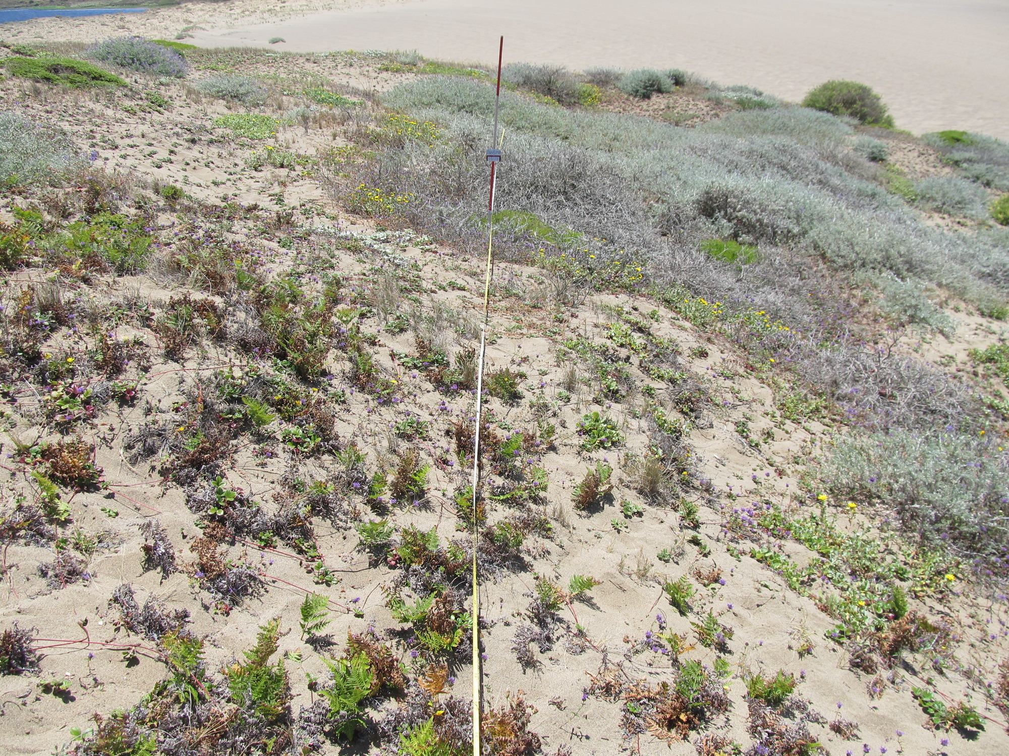 Eye-level view from the center point of a plant community monitoring plot
