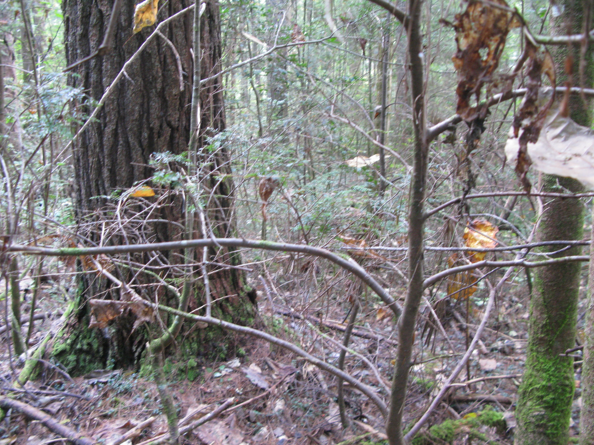 GRSM Accuracy Assessment. Plot Code: GRSM_AA_0481_4