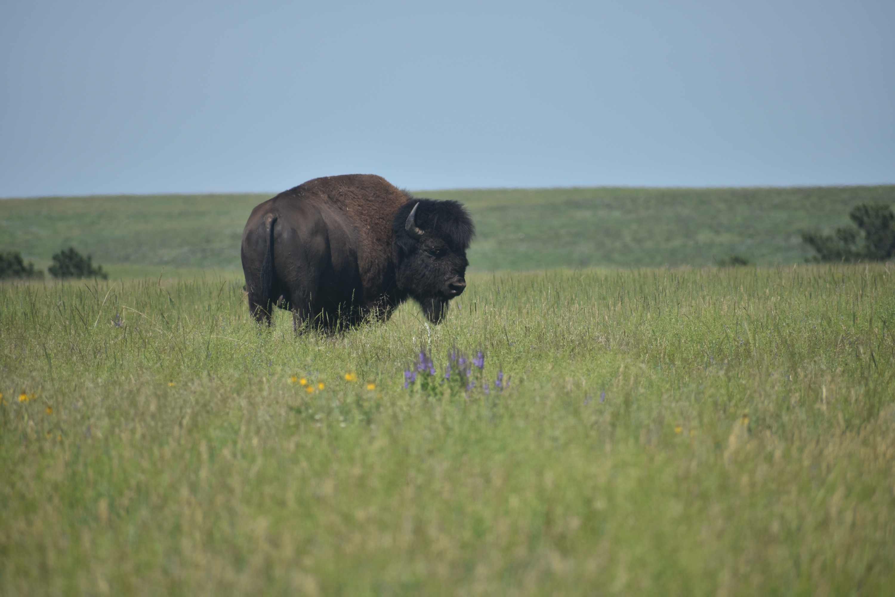 a male bison stands alone in a grassy field with some flowers