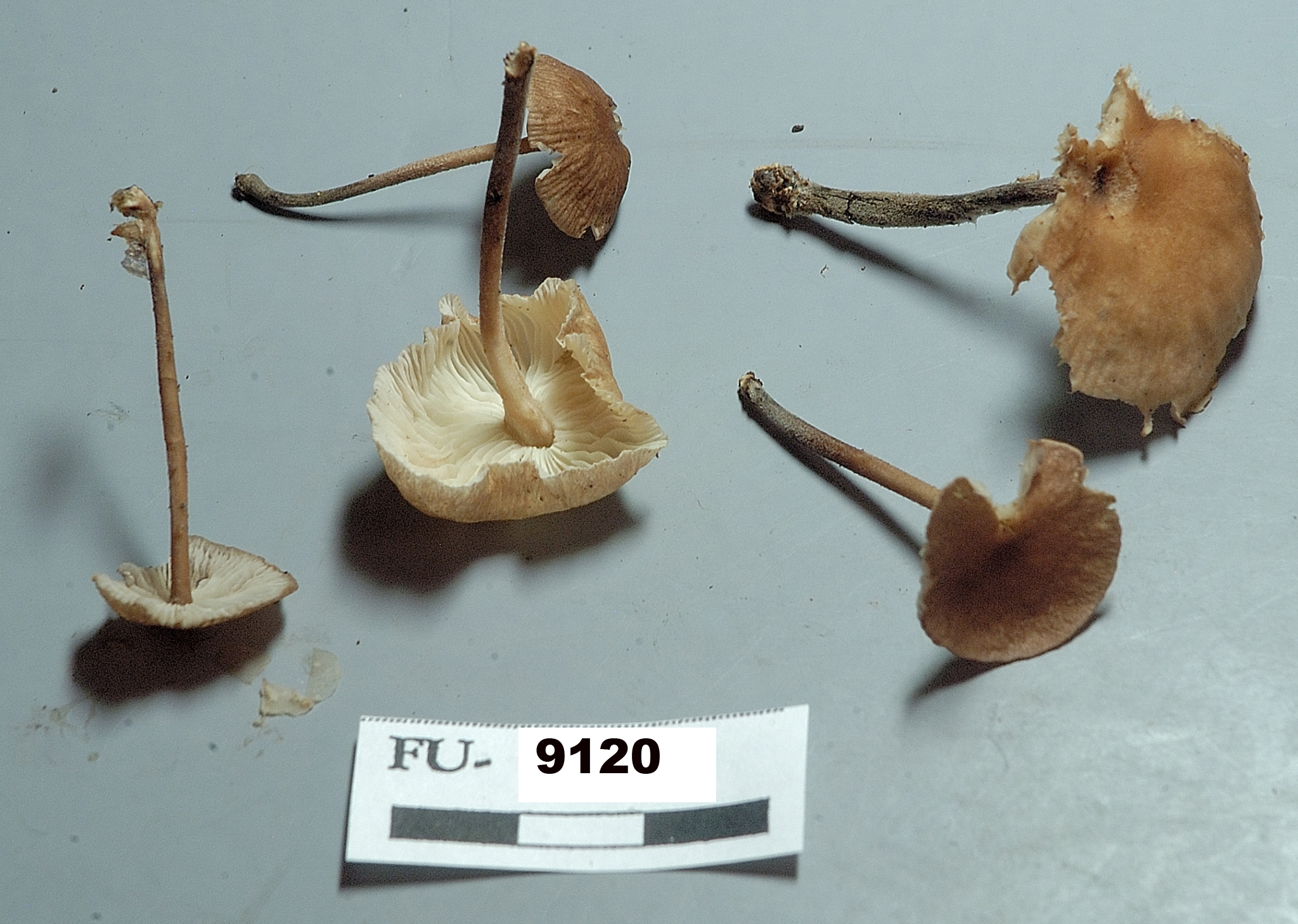 Image of Marasmius cohaerens, a species of fungi.