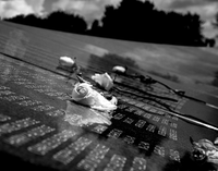 A black and white picture at the Korean War Veterans Memorial of four roses sitting atop a granite slab engraved with the names of soldiers who served in the Korean War. 