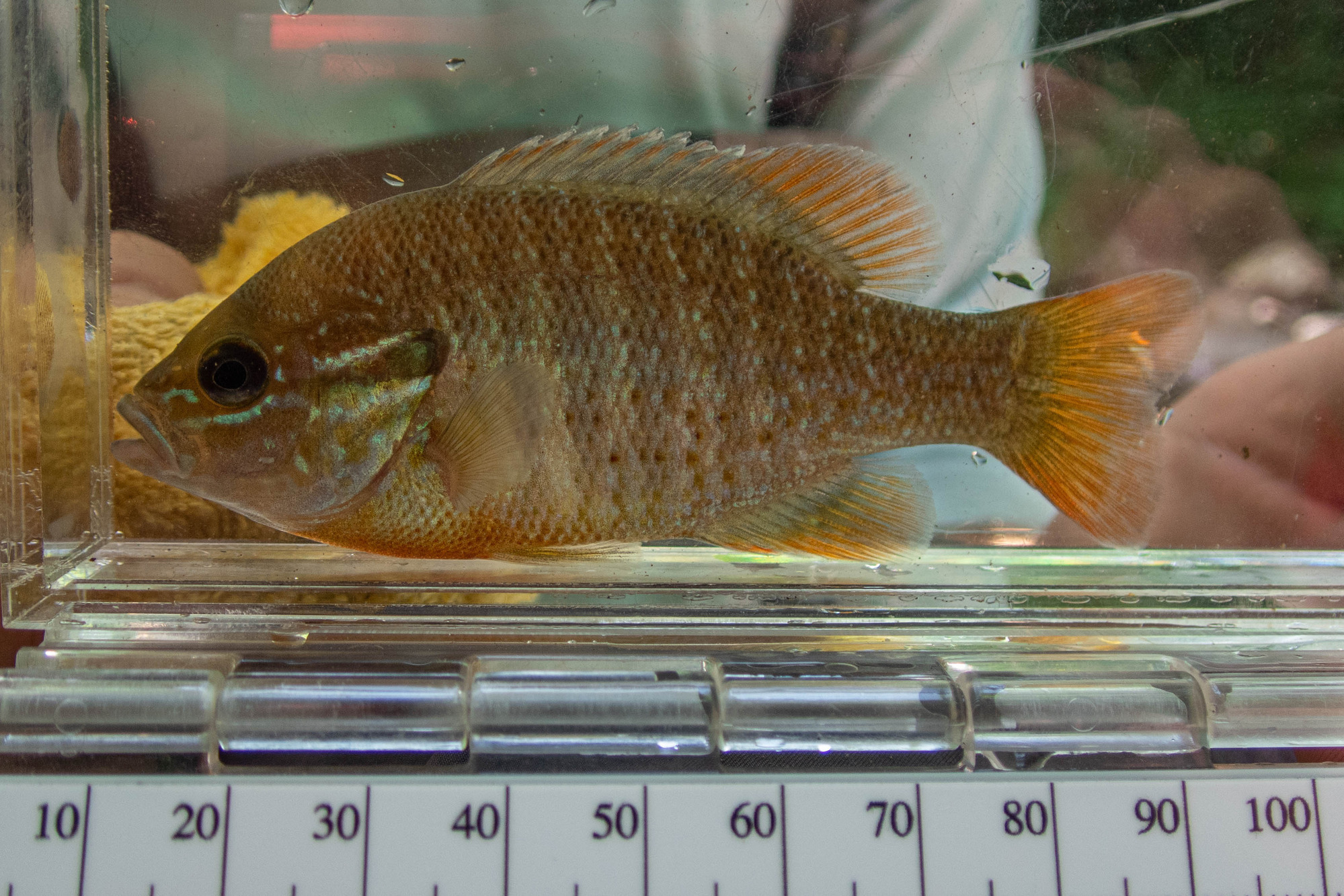 Lepomis auritus (redbreast sunfish) - full body, medium adult