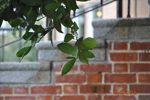 Sampson Hall Window Restoration - Florida A&M University