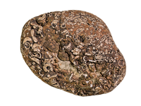 fossil