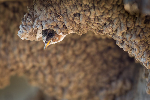 A young cliff swallow peers out of its mud sculpted nest.