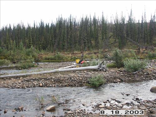 Wolf Survey, Denali, 2003