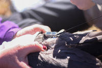 closeup of a small electronic device on the back of a large bird