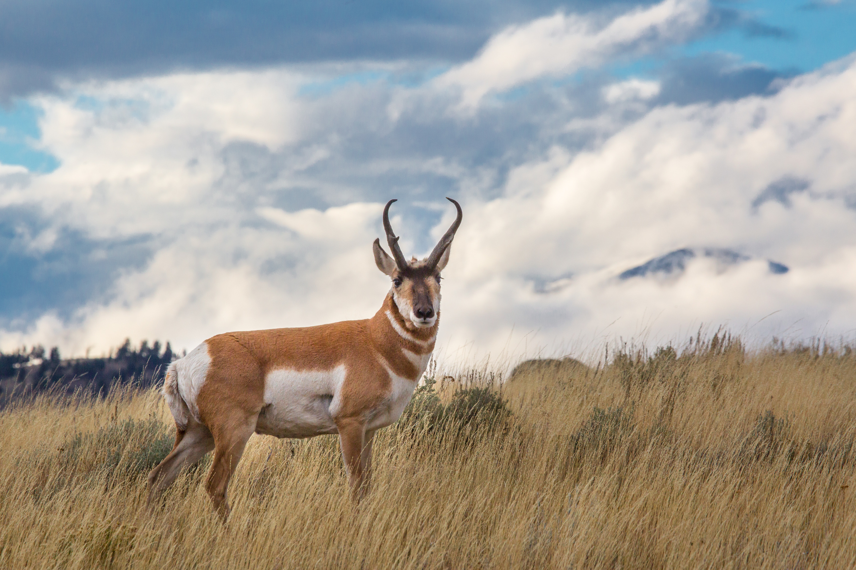 Buck stands in golden grass with blue sky and clouds behind him.