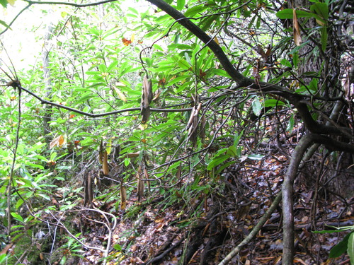 GRSM Accuracy Assessment. Plot Code: GRSM_AA_0266_5