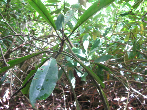 GRSM Accuracy Assessment. Plot Code: GRSM_AA_0553_3