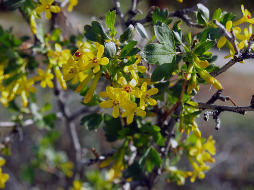 a woody shrub with clusters of yellow flowers