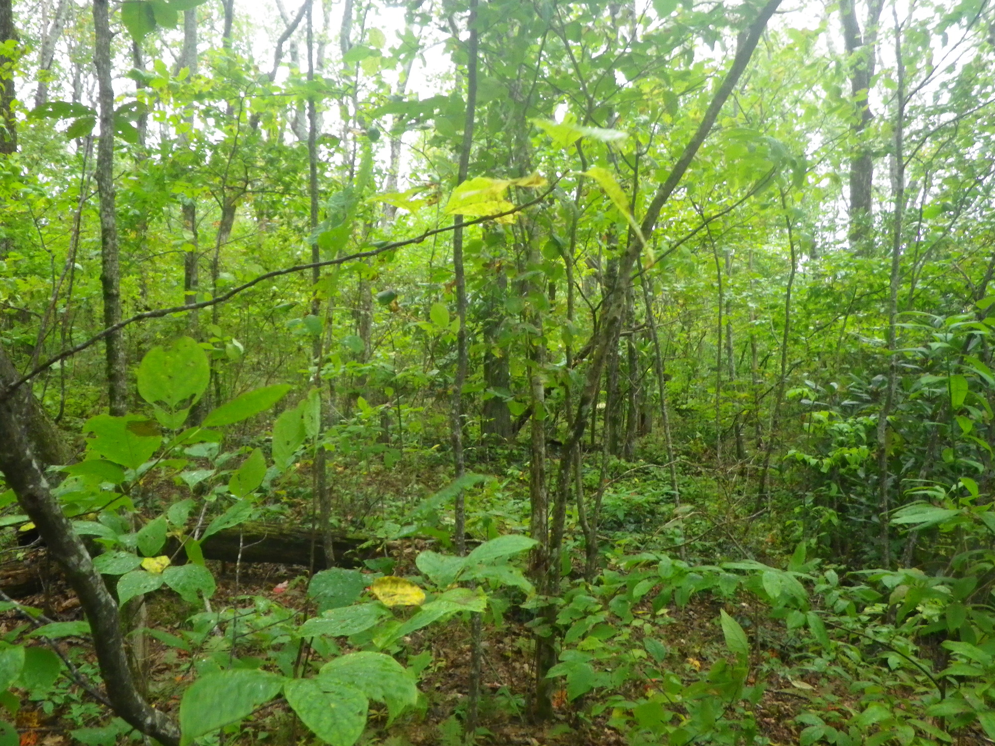 GRSM Accuracy Assessment. Plot Code: GRSM_AA_0491_6