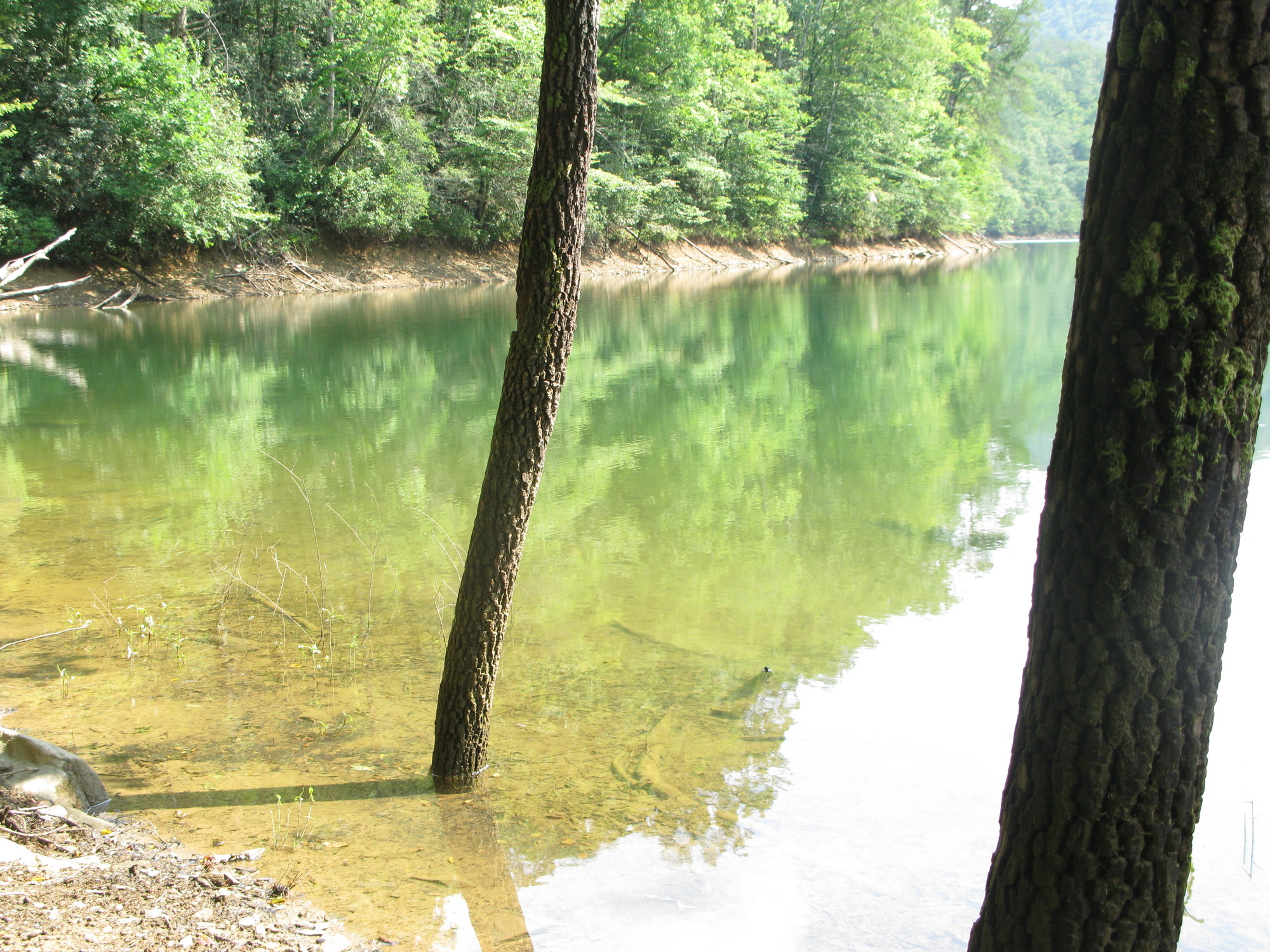 GRSM Accuracy Assessment. Plot Code: GRSM_AA_0179_4