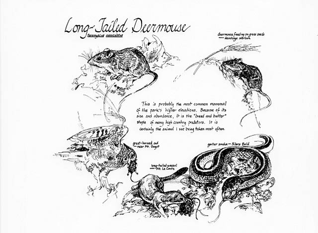 Spruce fir section. Long-tailed deermouse notebook page.