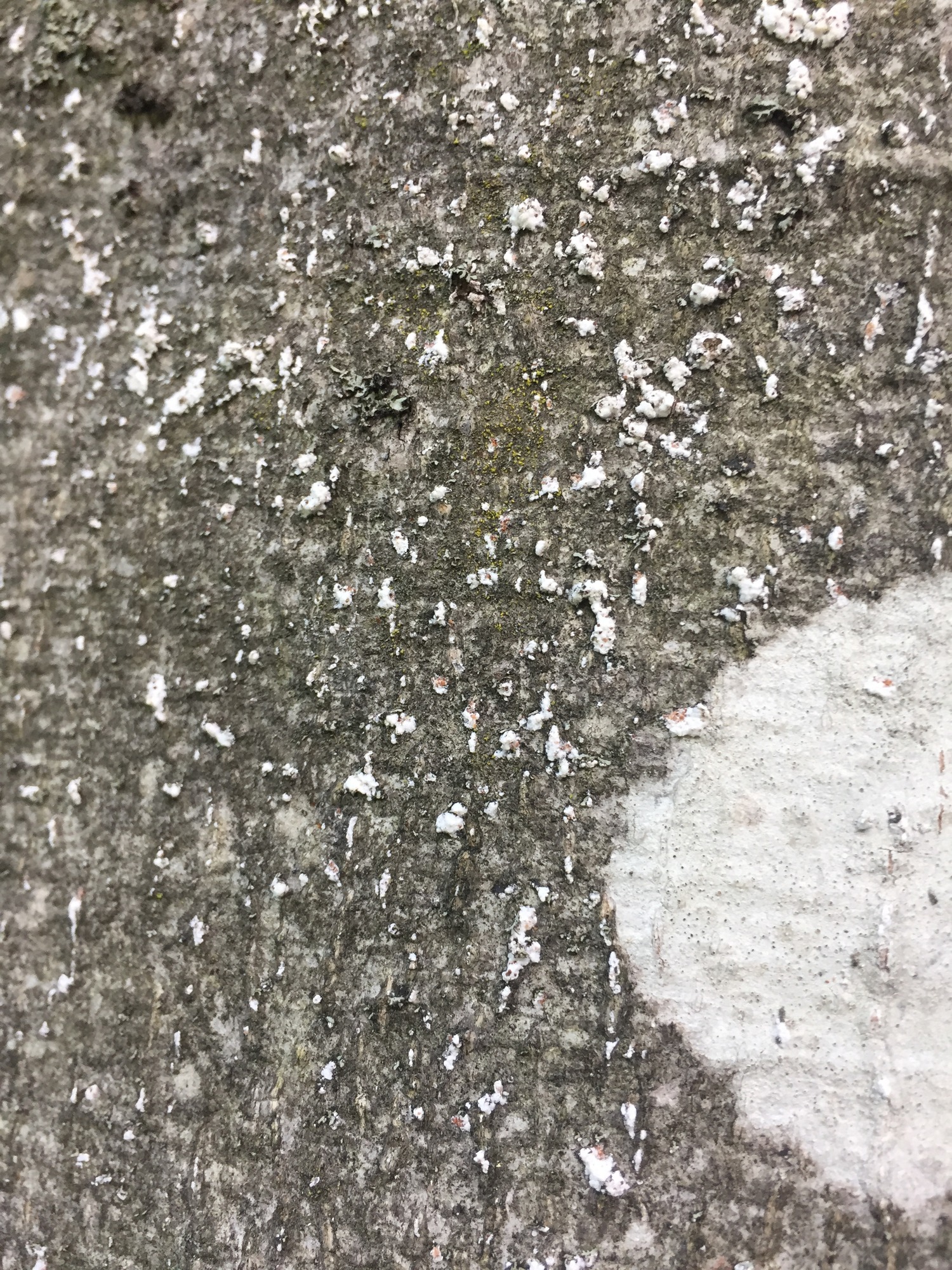 White varied shaped woolly looking dots on the gray tree trunk.