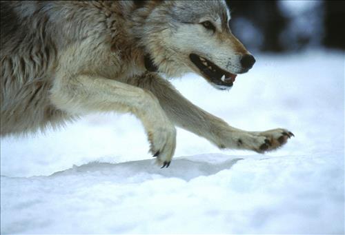 Wolves at Yellowstone National Park