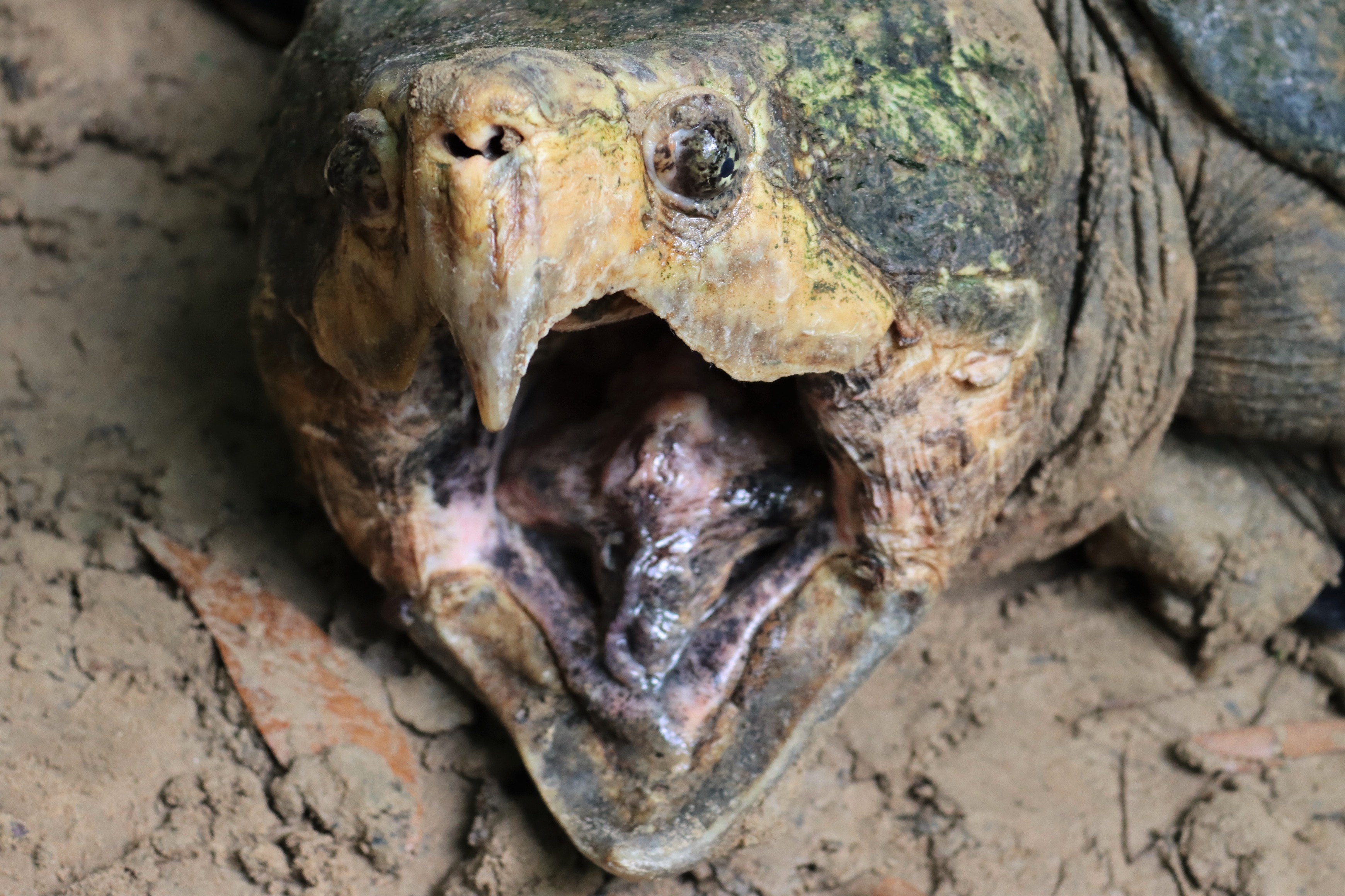 An alligator snapping turtle opens its massive mouth on a muddy bank. 