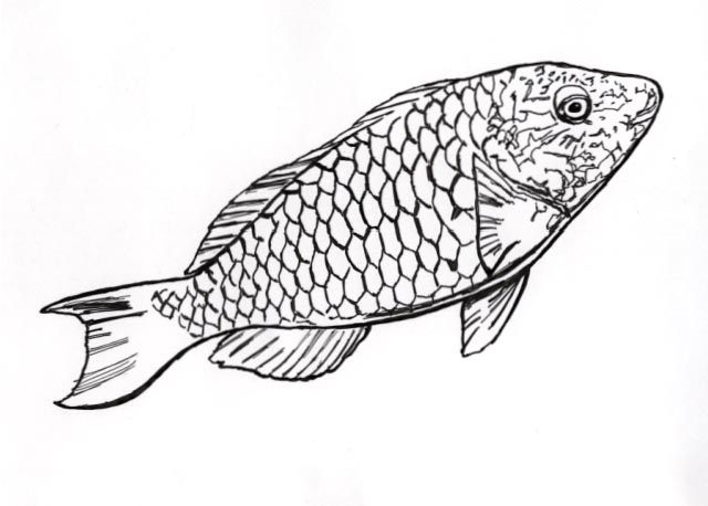 a Stoplight Parrotfish (female)
