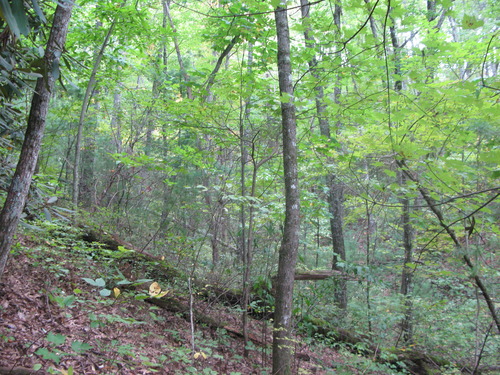 GRSM Accuracy Assessment. Plot Code: GRSM_AA_0415_4