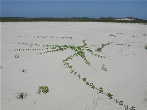 Scenery of Padre Island National Seashore